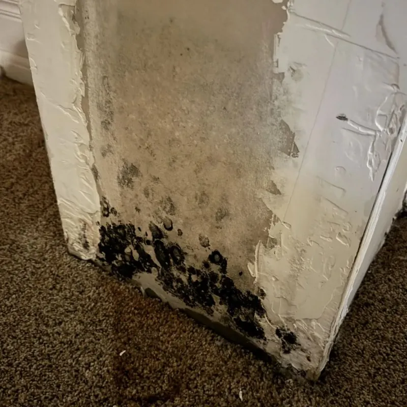 Professional Mold Removal in East Milton, FL